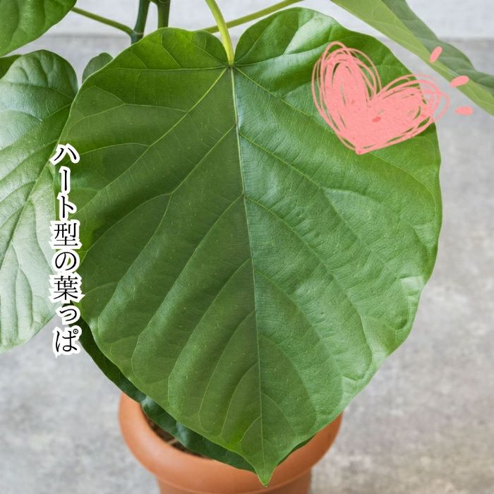 観葉植物現品販売