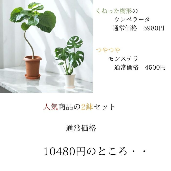 観葉植物現品販売