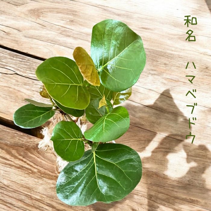 観葉植物現品販売