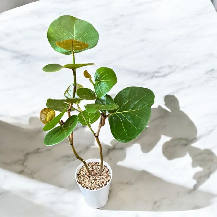 観葉植物現品販売