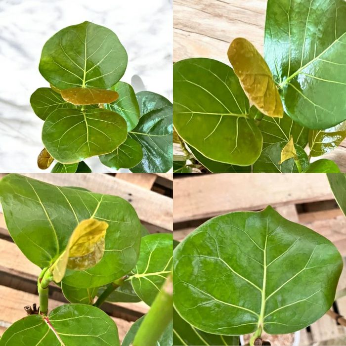 観葉植物現品販売