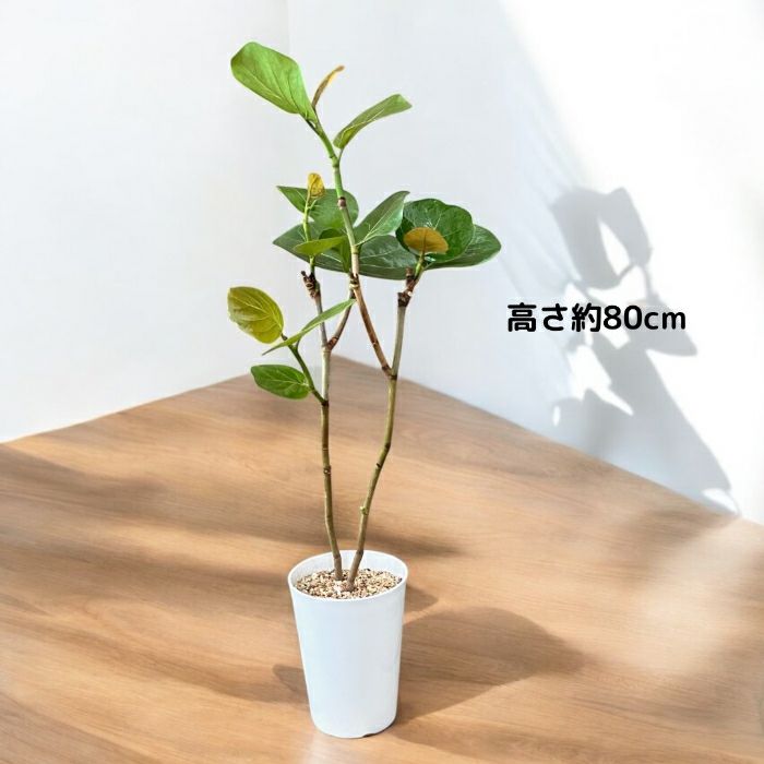 観葉植物現品販売