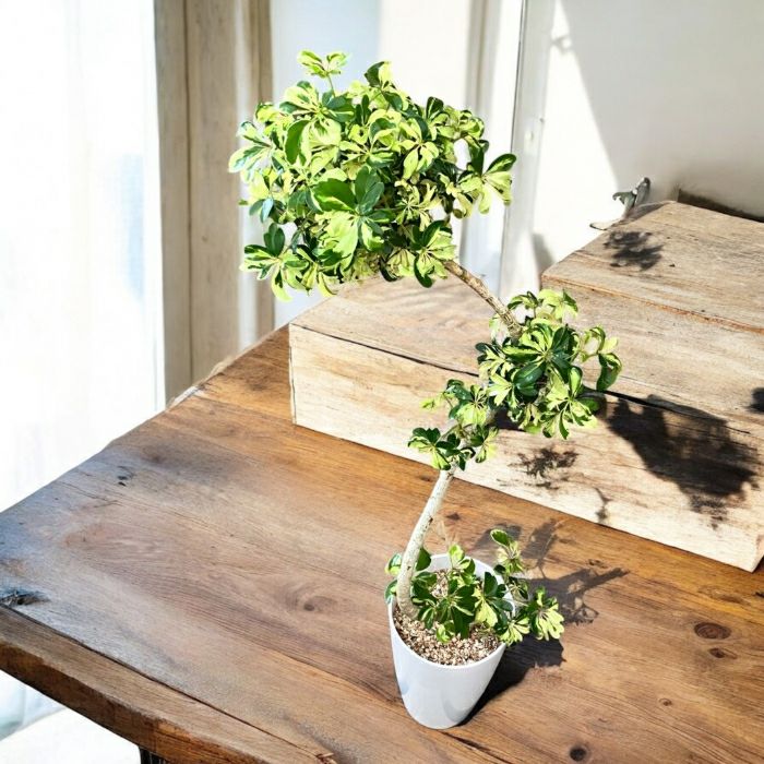 観葉植物現品販売