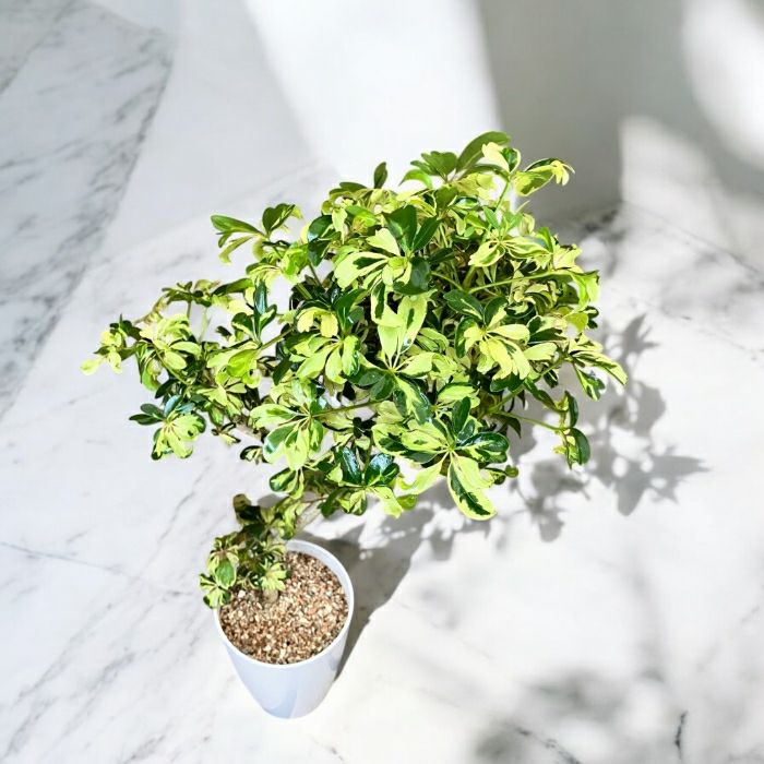 観葉植物現品販売