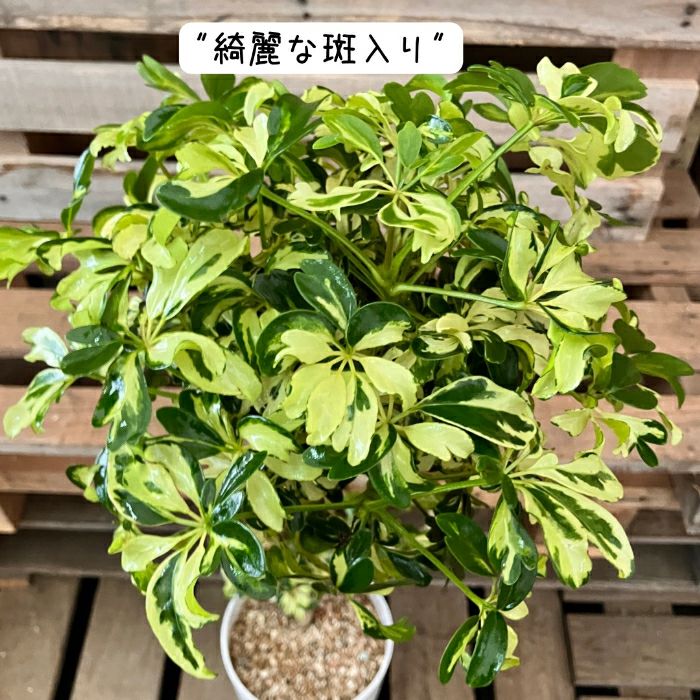 観葉植物現品販売