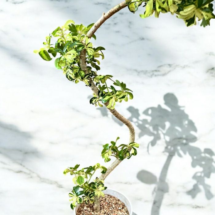 観葉植物現品販売