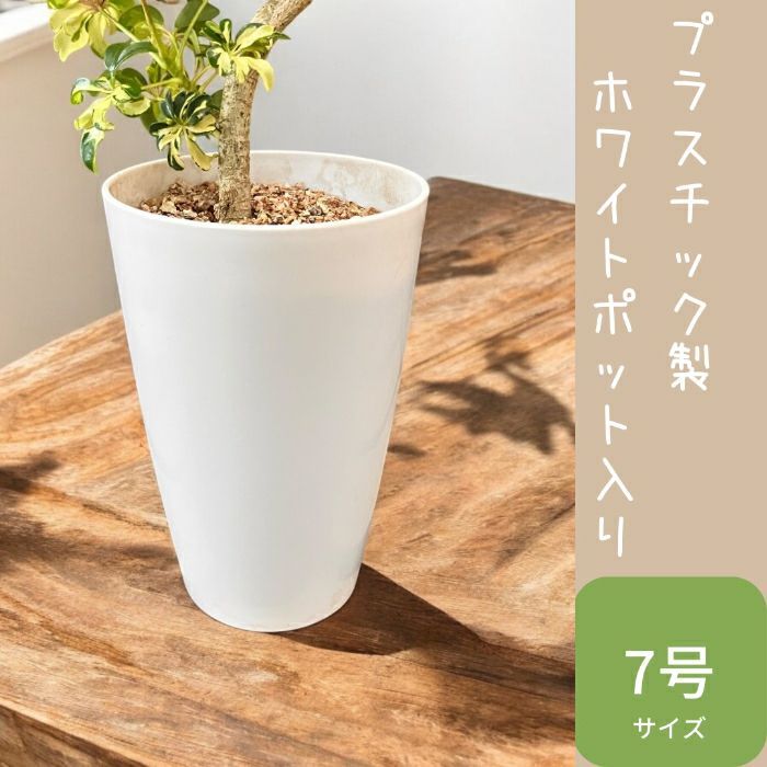 観葉植物現品販売