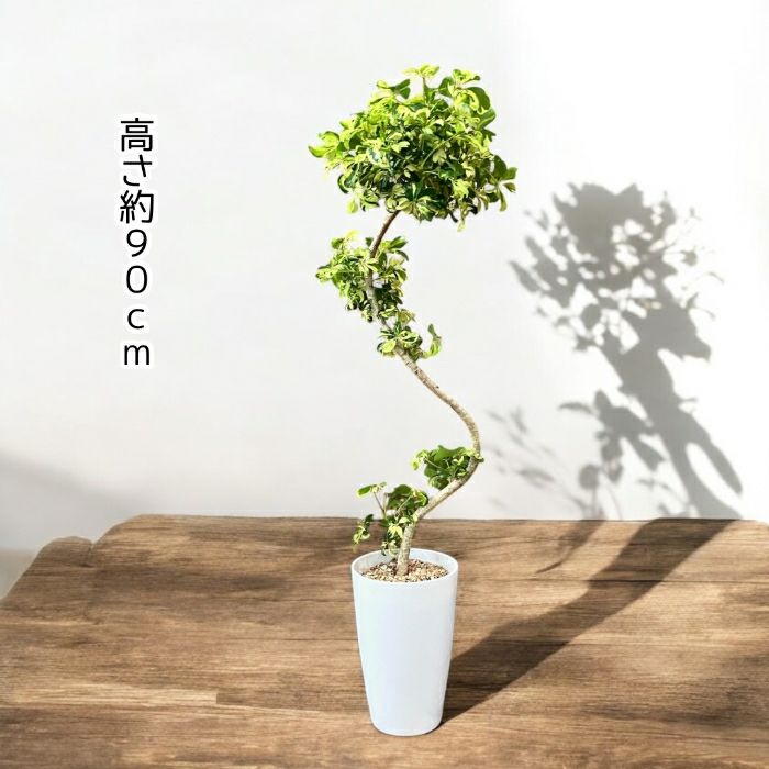 観葉植物現品販売