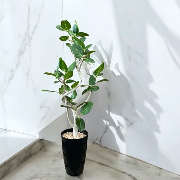 観葉植物現品販売