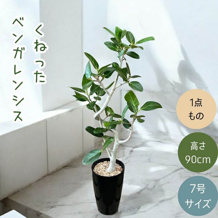 観葉植物現品販売