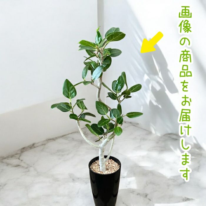 観葉植物現品販売