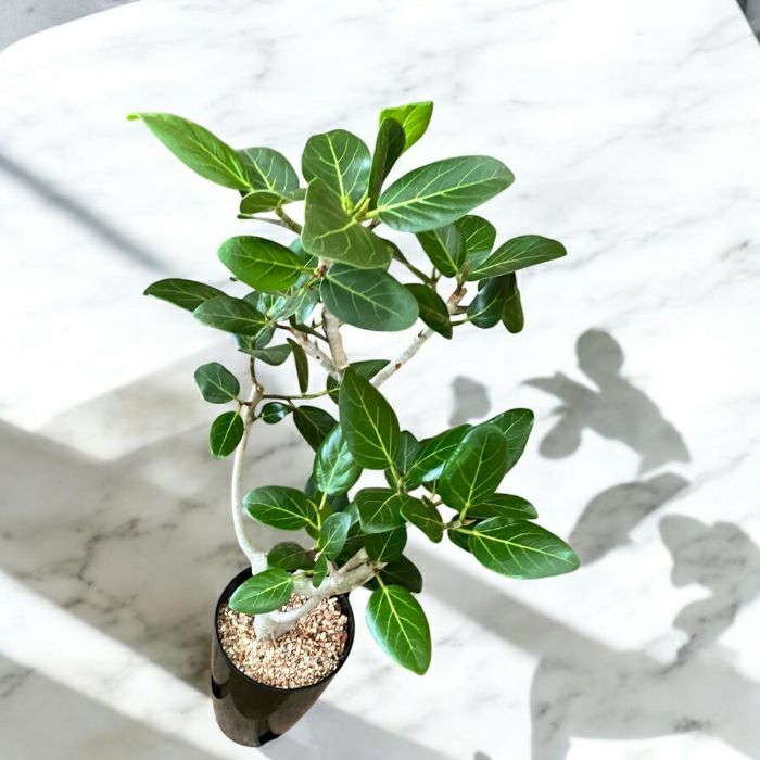 観葉植物現品販売