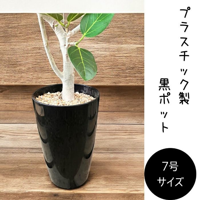 観葉植物現品販売