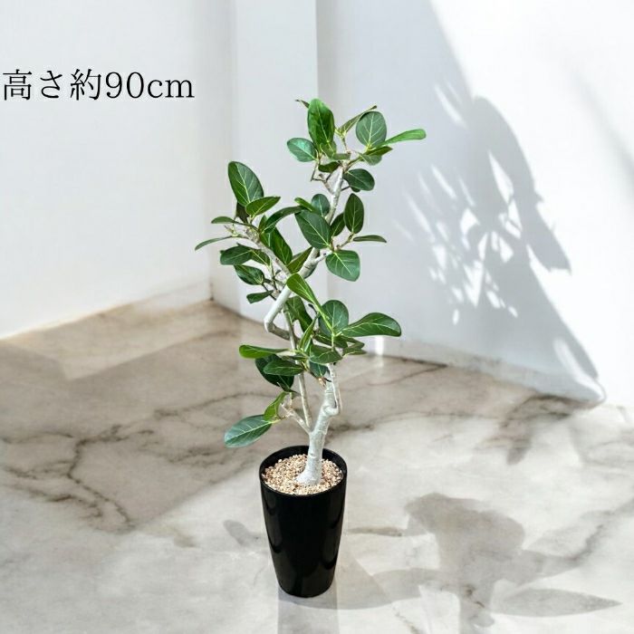 観葉植物現品販売