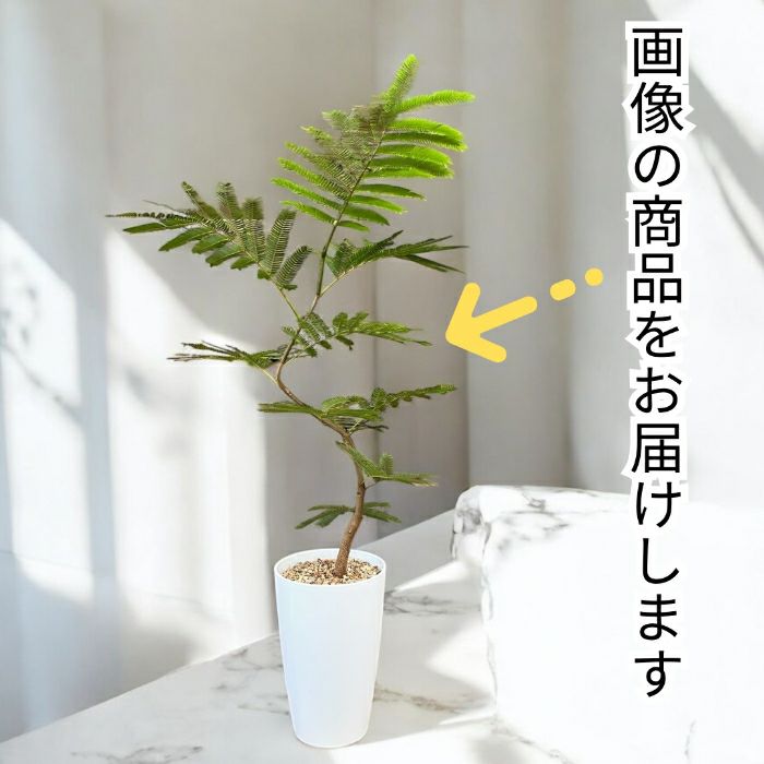 観葉植物現品販売