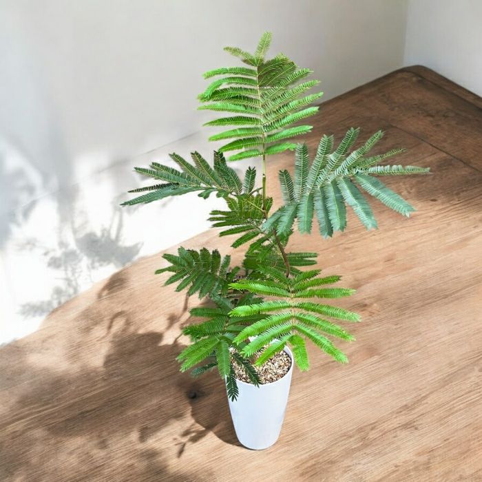 観葉植物現品販売