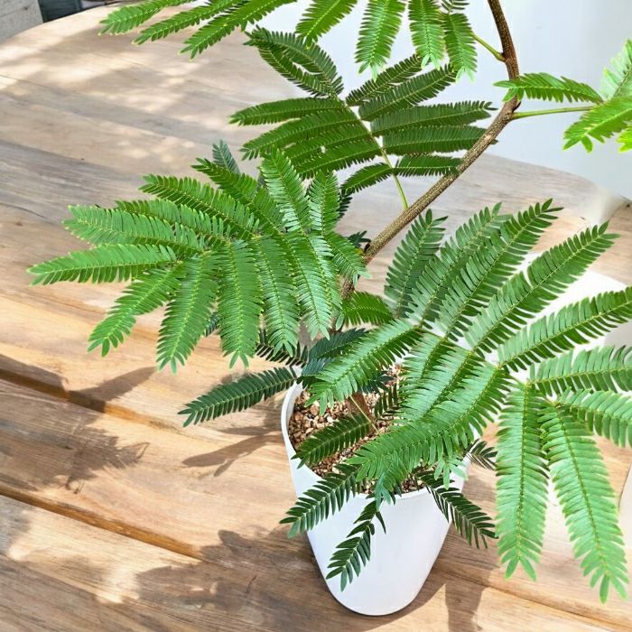 観葉植物現品販売