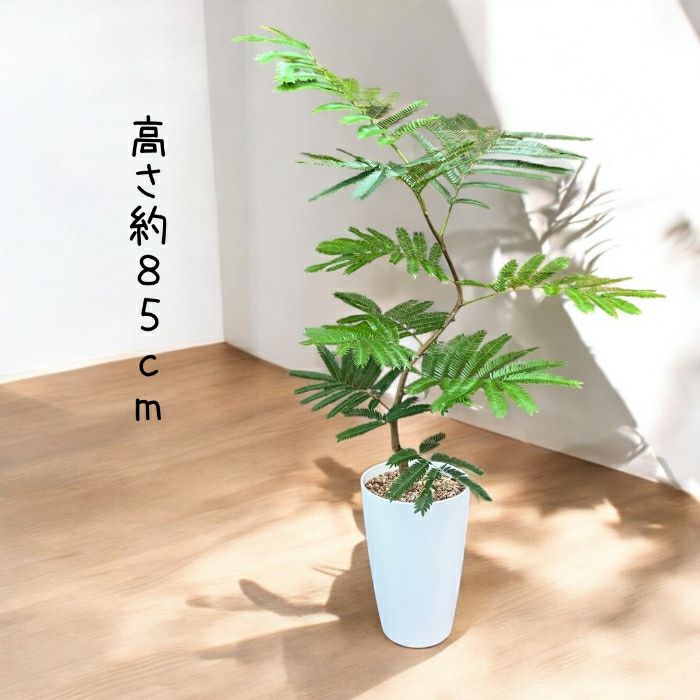 観葉植物現品販売