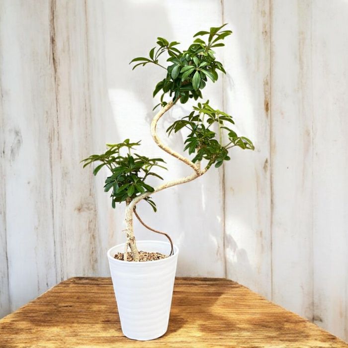 観葉植物現品販売