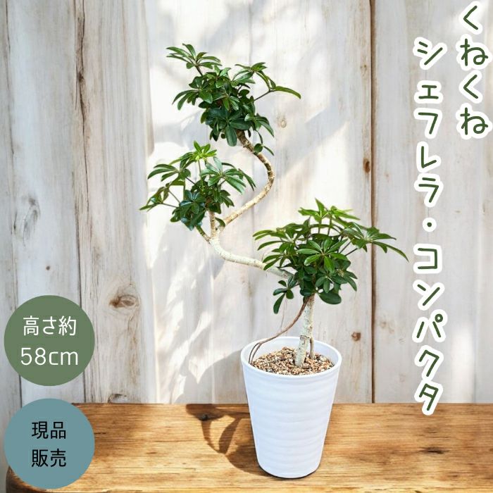 観葉植物現品販売