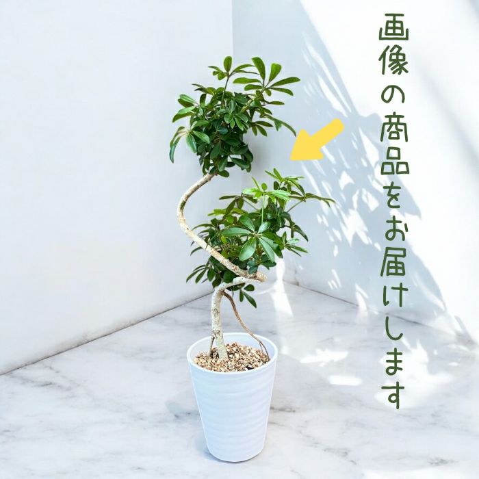観葉植物現品販売