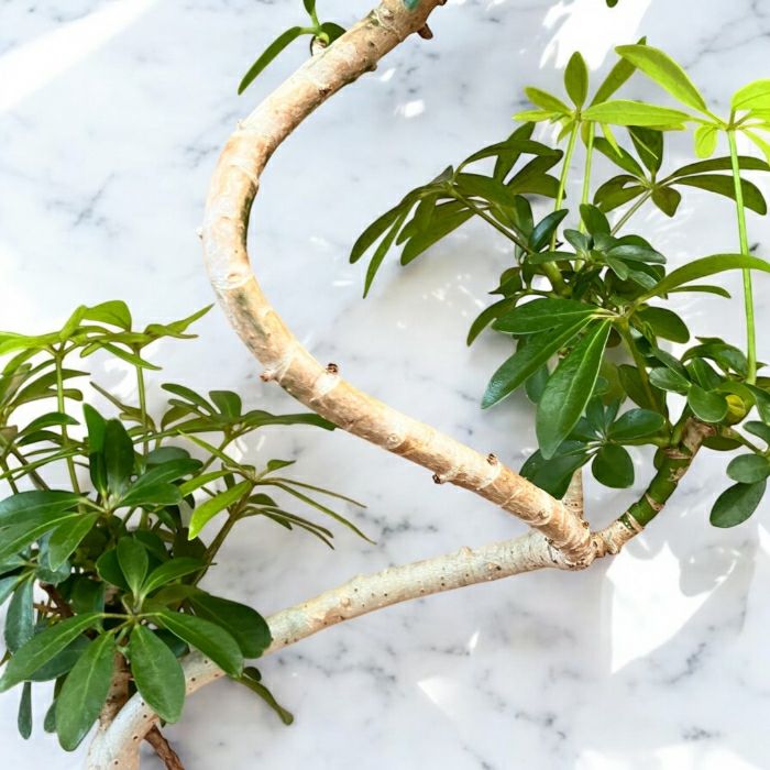 観葉植物現品販売