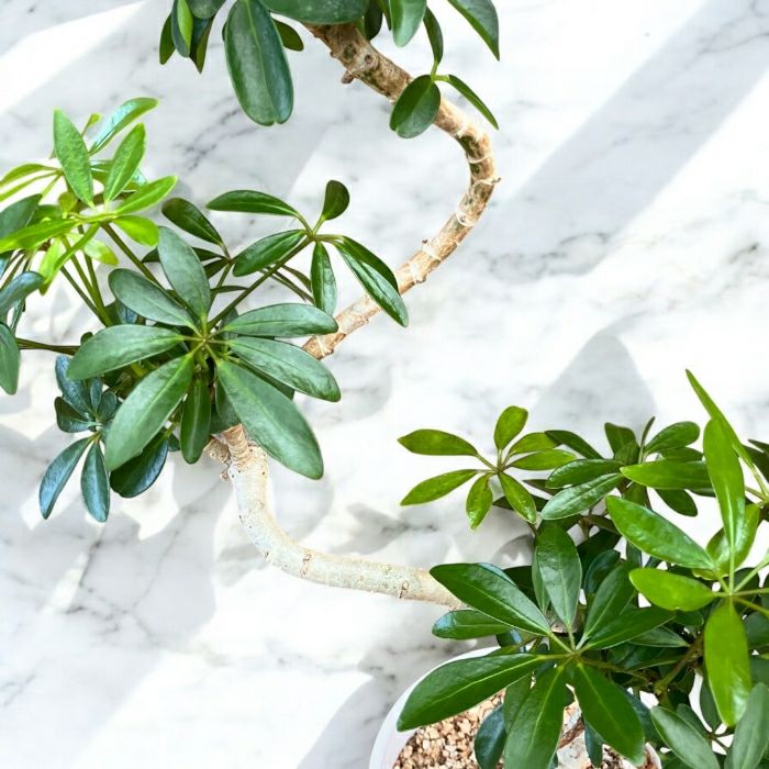 観葉植物現品販売