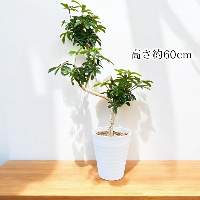 観葉植物現品販売