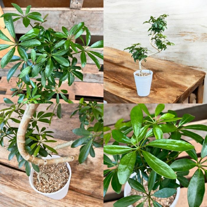 観葉植物現品販売