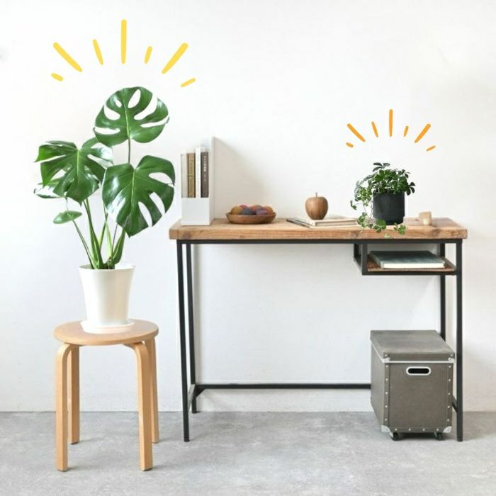 観葉植物現品販売