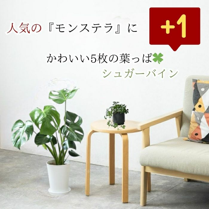 観葉植物現品販売