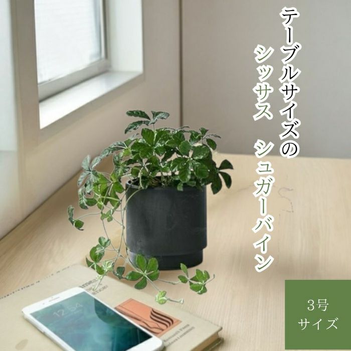 観葉植物現品販売
