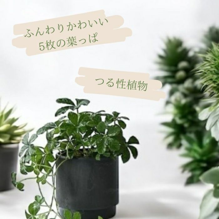 観葉植物現品販売