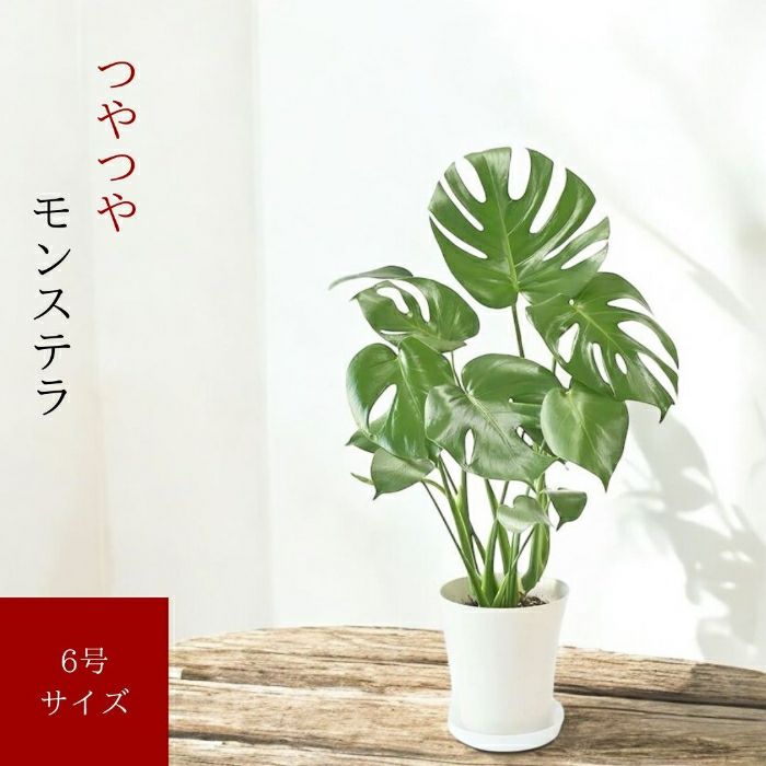 観葉植物現品販売