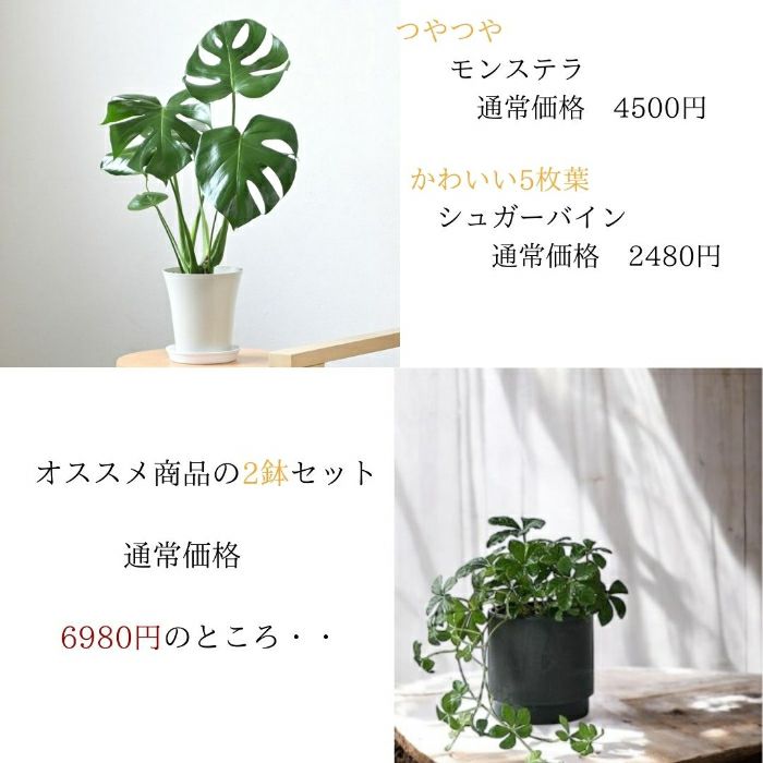 観葉植物現品販売