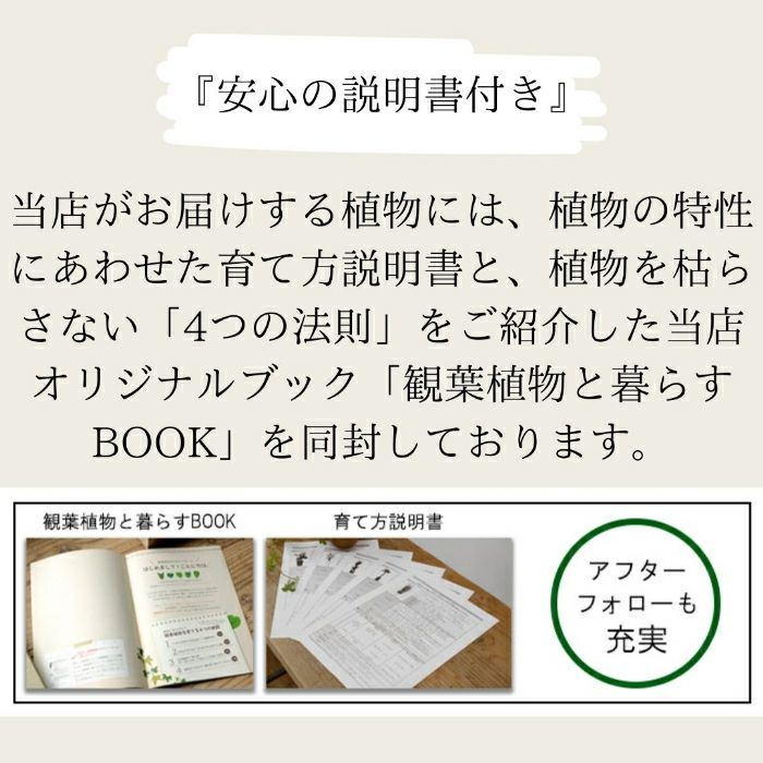 観葉植物現品販売