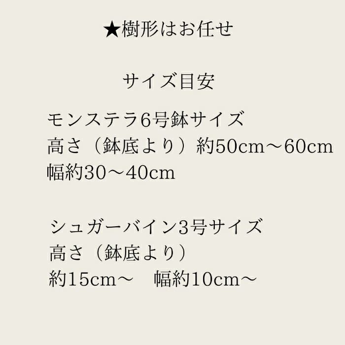 観葉植物現品販売