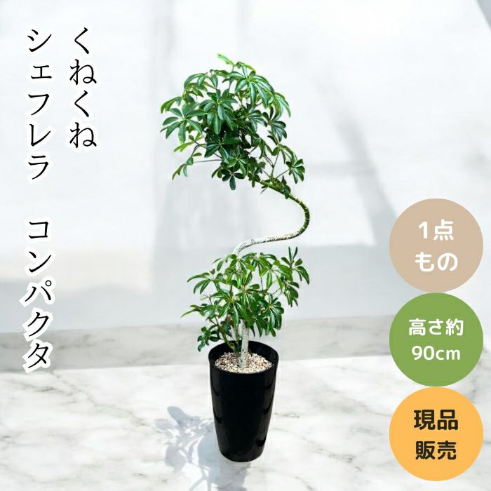 観葉植物現品販売