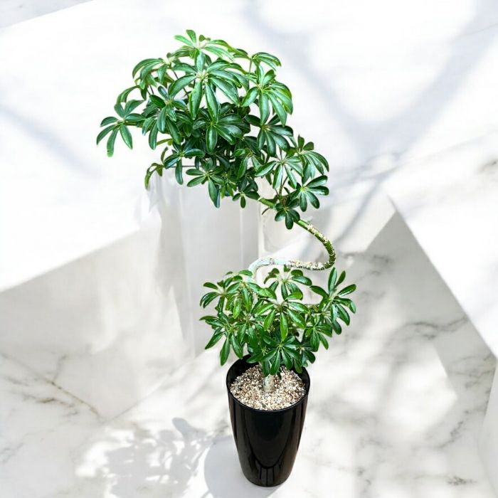 観葉植物現品販売