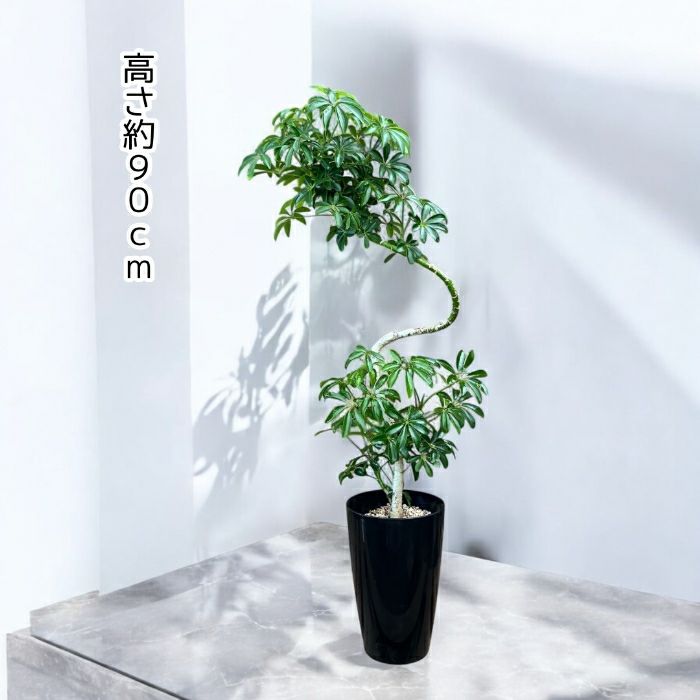 観葉植物現品販売