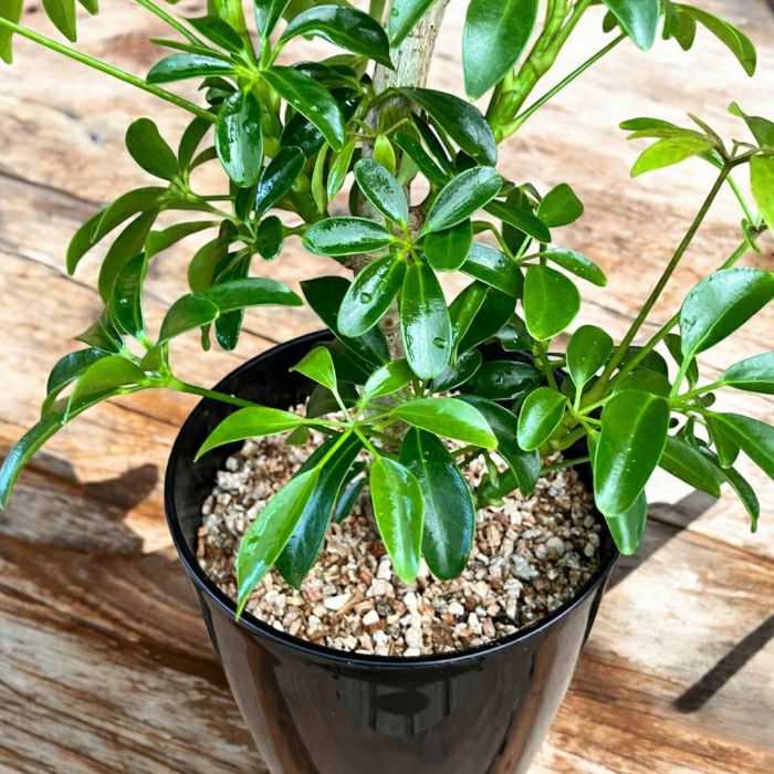 観葉植物現品販売