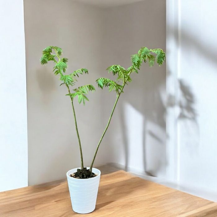 観葉植物現品販売