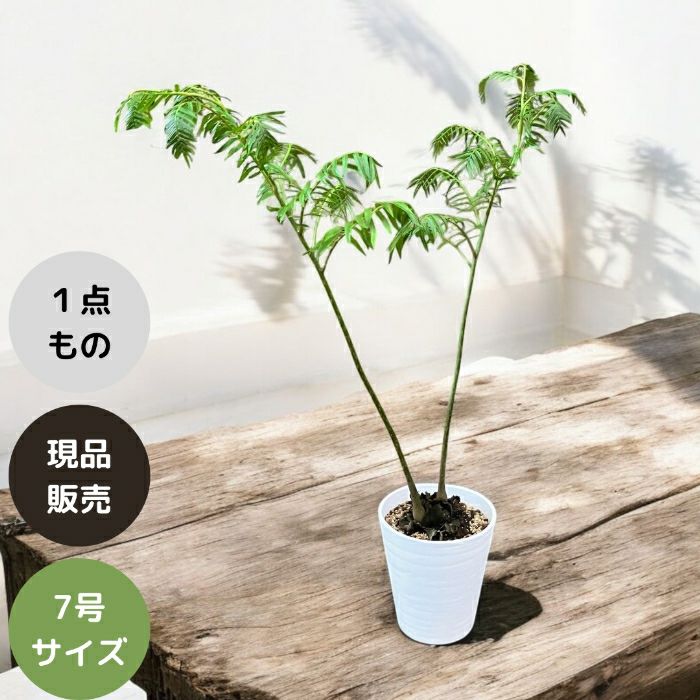 観葉植物現品販売