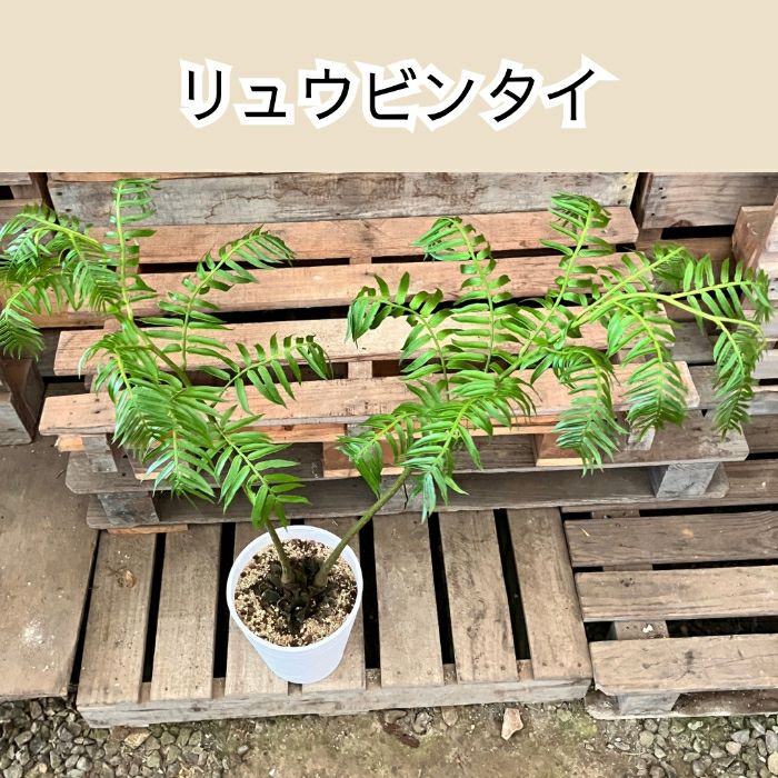 観葉植物現品販売