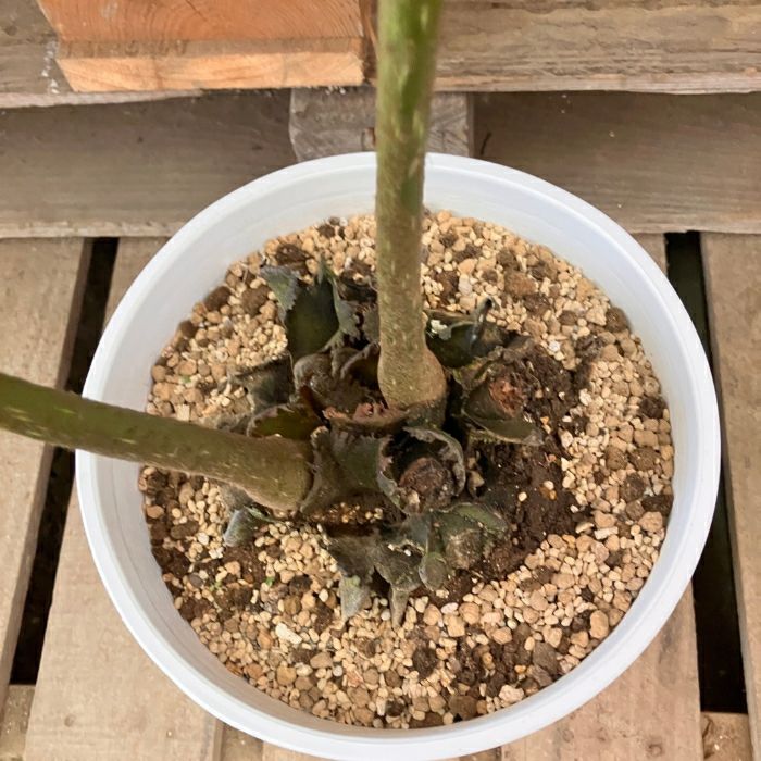 観葉植物現品販売