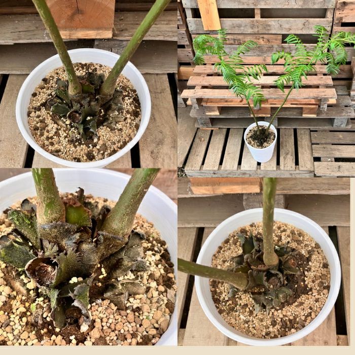 観葉植物現品販売