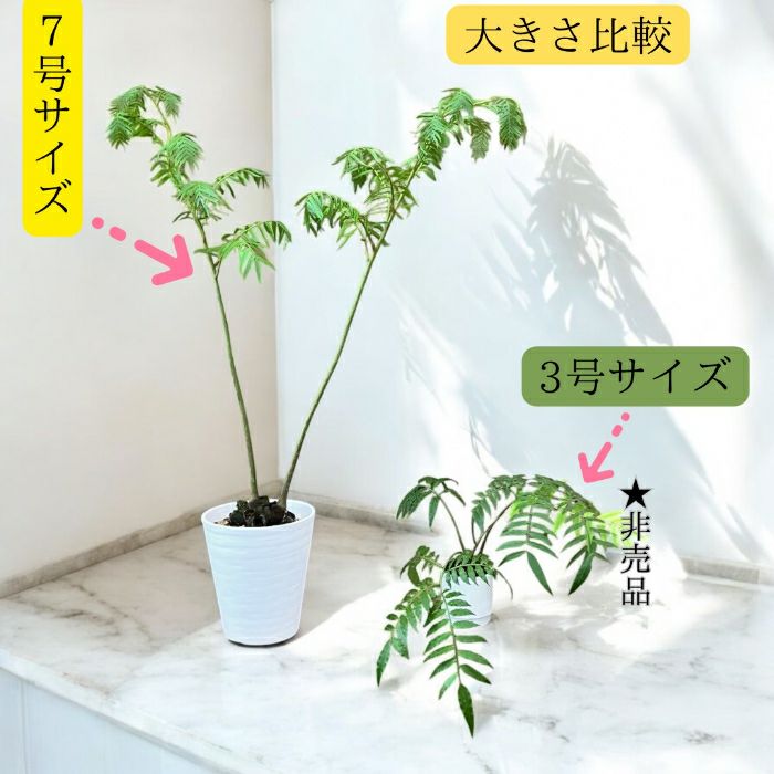 観葉植物現品販売
