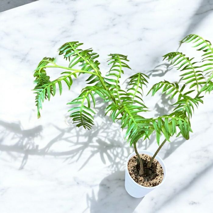 観葉植物現品販売