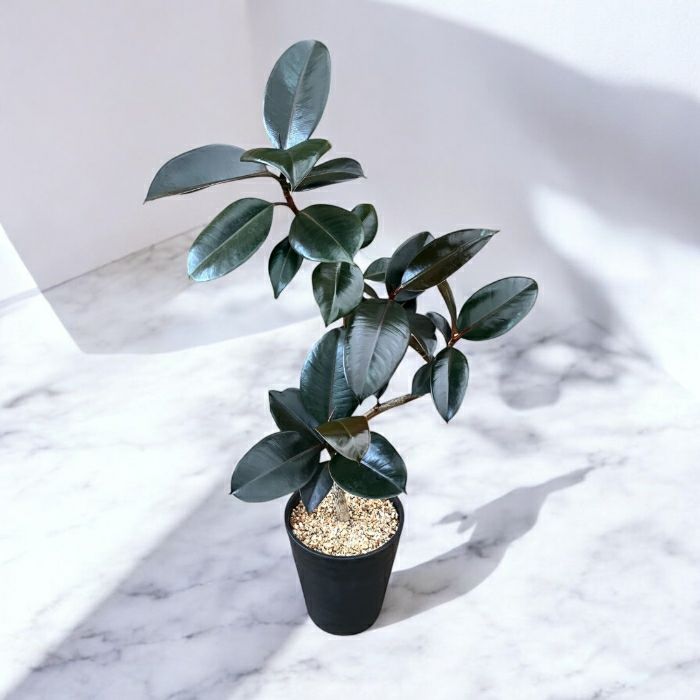 観葉植物現品販売