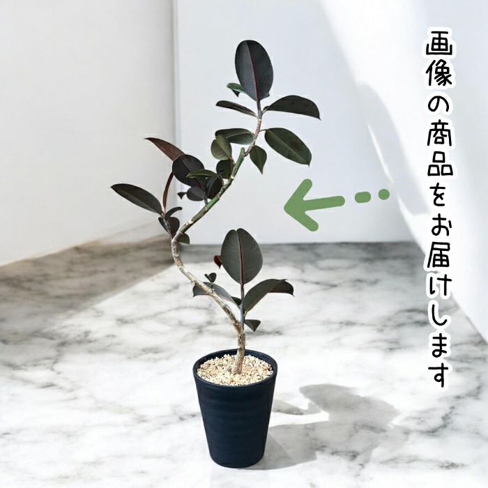 観葉植物現品販売